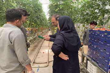 نصب تریکوکارت گلخانه کارخانه سیمان
